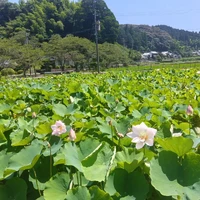 画像445